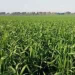 El trigo busca alcanzar un récord de producción