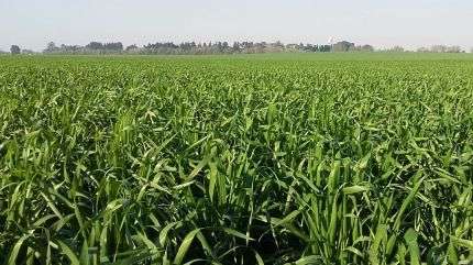 El trigo busca alcanzar un récord de producción