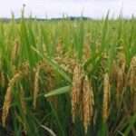 El arroz encabeza el crecimiento exportable de cereales en 2025