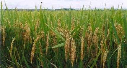 El arroz encabeza el crecimiento exportable de cereales en 2025