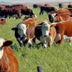 Evolución del precio de la carne: cuánto gana la carnicería y cómo se compone el valor final