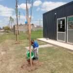 Villa María: el municipio plantó 65 nuevos árboles en Campos del Este