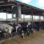 Indicadores para una buena reproducción en contextos de estrés calórico