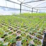 Gen Nativo con el objetivo de forestar los campos de la provincia de Córdoba