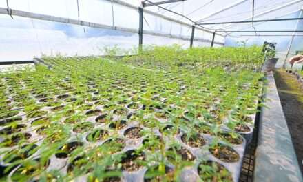 Gen Nativo con el objetivo de forestar los campos de la provincia de Córdoba