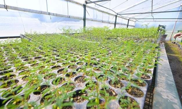 Gen Nativo con el objetivo de forestar los campos de la provincia de Córdoba