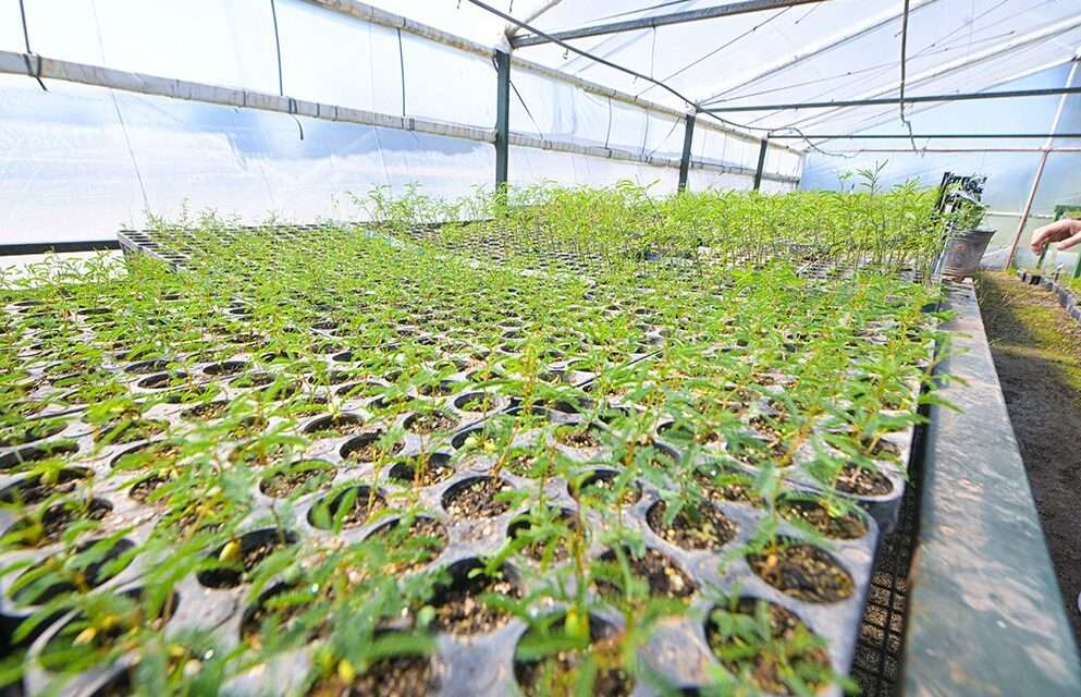 Gen Nativo con el objetivo de forestar los campos de la provincia de Córdoba