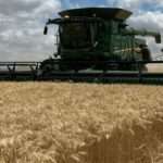 Euforia de productores de trigo que ya hablan con seguridad de una megacampaña sin igual