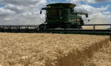 Euforia de productores de trigo que ya hablan con seguridad de una megacampaña sin igual