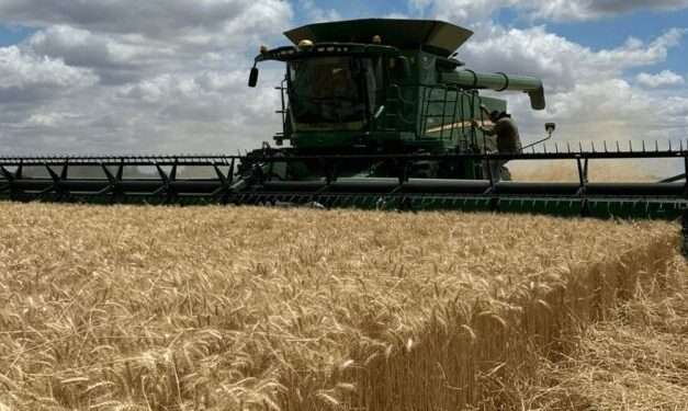 Euforia de productores de trigo que ya hablan con seguridad de una megacampaña sin igual