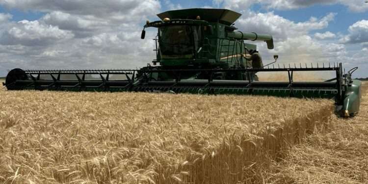 Euforia de productores de trigo que ya hablan con seguridad de una megacampaña sin igual