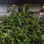 El Gobierno liberó el precio de la yerba mate y quitó al INYM la facultad de fijar valores