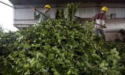 El Gobierno liberó el precio de la yerba mate y quitó al INYM la facultad de fijar valores