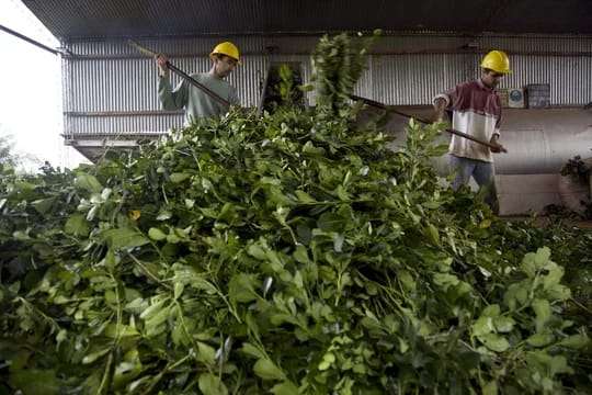 El Gobierno liberó el precio de la yerba mate y quitó al INYM la facultad de fijar valores