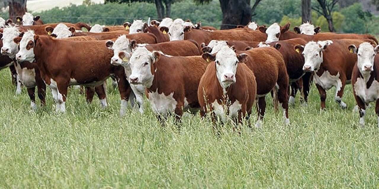 Proyectan inversiones en ganadería por más de 20 mil millones de dólares en 2025