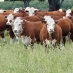 Proyectan inversiones en ganadería por más de 20 mil millones de dólares en 2025