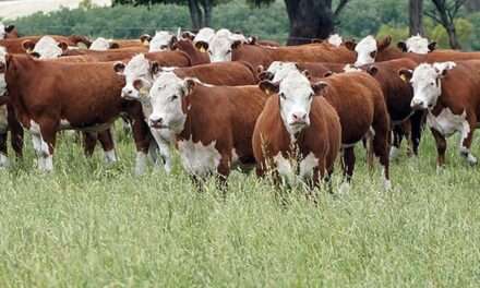 Proyectan inversiones en ganadería por más de 20 mil millones de dólares en 2025