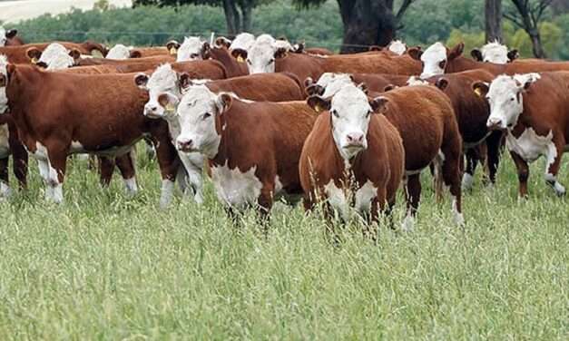 Proyectan inversiones en ganadería por más de 20 mil millones de dólares en 2025
