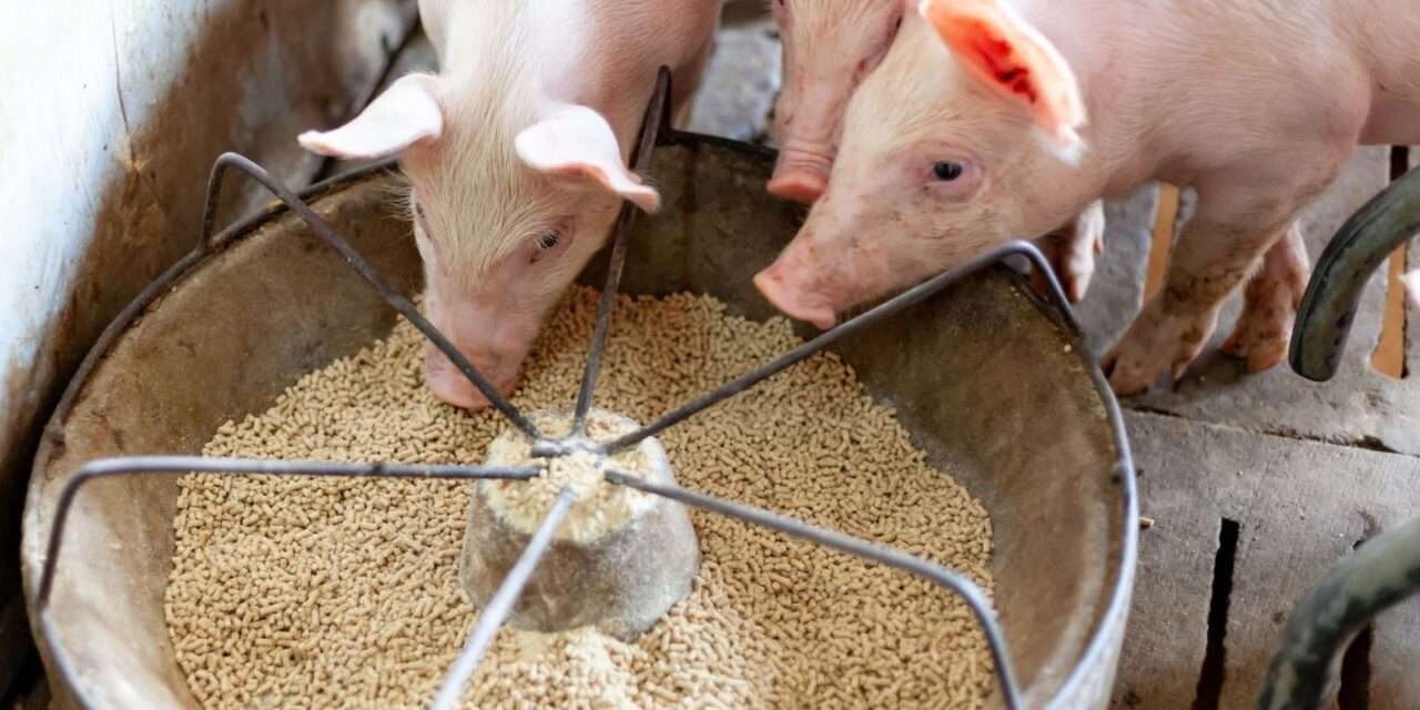 La importancia de una dieta con fibras para mejorar la cría y el engorde porcino