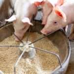 La importancia de una dieta con fibras para mejorar la cría y el engorde porcino