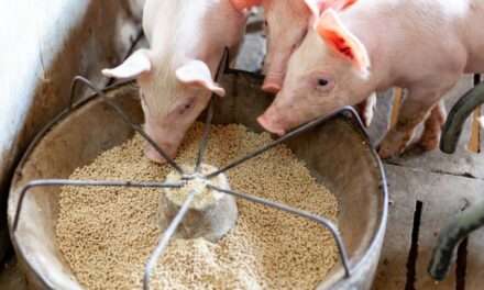 La importancia de una dieta con fibras para mejorar la cría y el engorde porcino