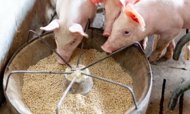 La importancia de una dieta con fibras para mejorar la cría y el engorde porcino