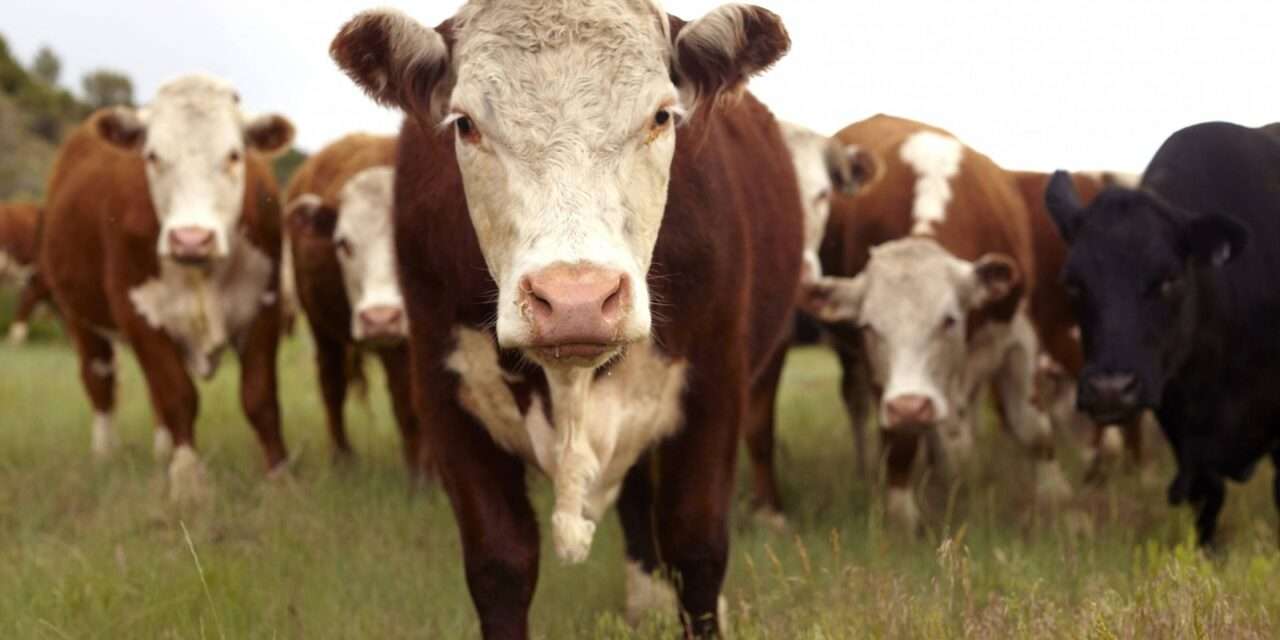 No alcanza con mejores precios para que la ganadería reactive su crecimiento