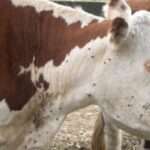 Experimentan medicamentos naturales para combatir parásitos bovinos