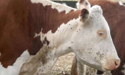 Experimentan medicamentos naturales para combatir parásitos bovinos