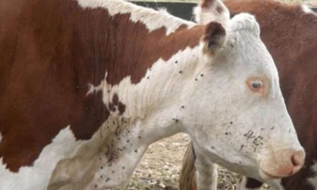 Experimentan medicamentos naturales para combatir parásitos bovinos