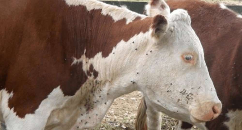 Experimentan medicamentos naturales para combatir parásitos bovinos