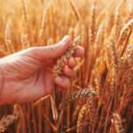 El INTA desarrolla modelos para anticipar la fusariosis y proteger la calidad del trigo