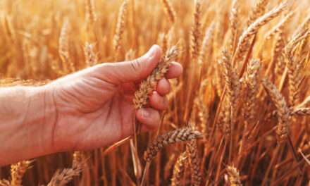 El INTA desarrolla modelos para anticipar la fusariosis y proteger la calidad del trigo