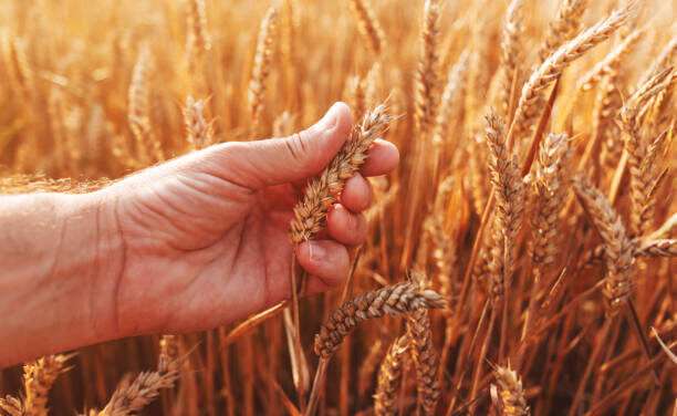 El INTA desarrolla modelos para anticipar la fusariosis y proteger la calidad del trigo