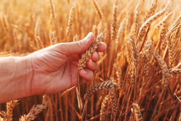 El INTA desarrolla modelos para anticipar la fusariosis y proteger la calidad del trigo