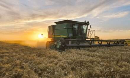 Productores trigueros viralizan imágenes de lo que consideran como una campaña excelente