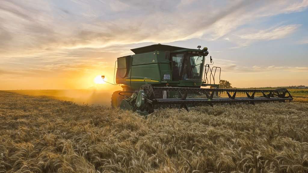 Productores trigueros viralizan imágenes de lo que consideran como una campaña excelente