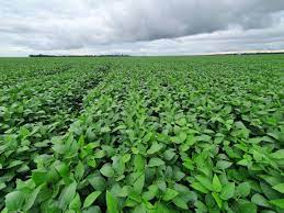 Productores de soja sostienen que las retenciones siguen poniéndole freno a la inversión