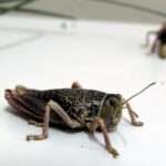 Tucuras sapo: INTA aconseja monitoreo temprano para  lograr minimizar su impacto