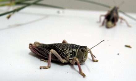 Tucuras sapo: INTA aconseja monitoreo temprano para  lograr minimizar su impacto