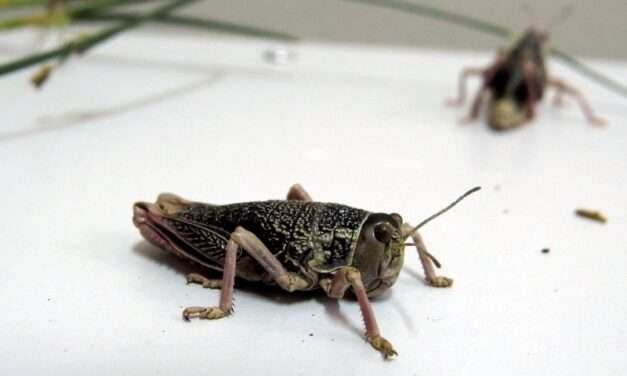 Tucuras sapo: INTA aconseja monitoreo temprano para  lograr minimizar su impacto