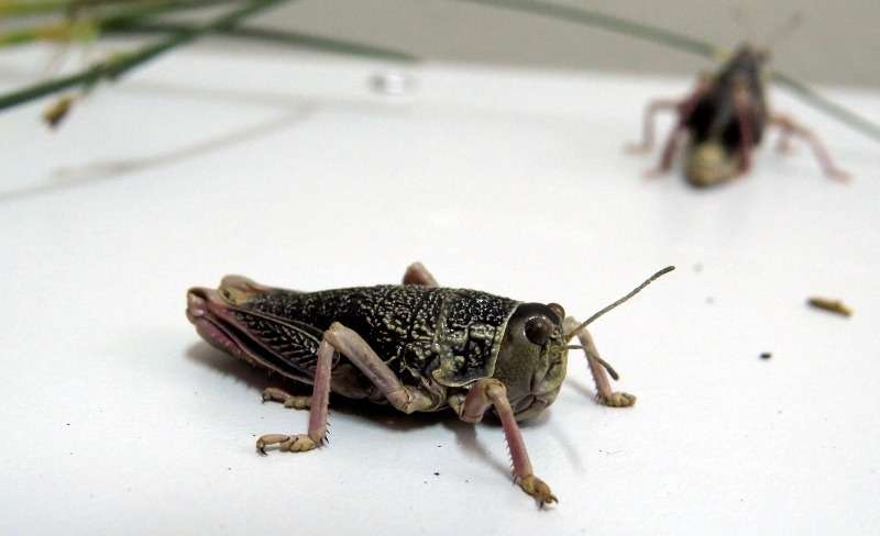 Tucuras sapo: INTA aconseja monitoreo temprano para  lograr minimizar su impacto