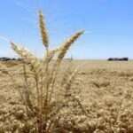 El Banco Mundial planteó un panorama de baja de precios que afectará a los productores del campo argentino
