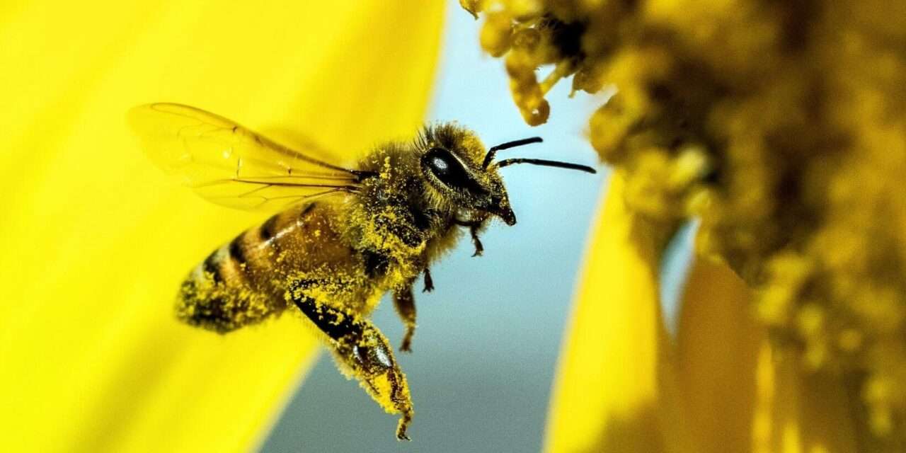 El uso del polen como estrategia para lograr la diversificación apícola