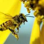 El uso del polen como estrategia para lograr la diversificación apícola