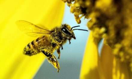 El uso del polen como estrategia para lograr la diversificación apícola