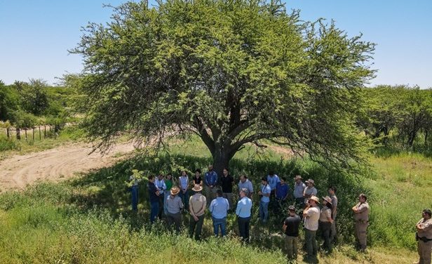 Córdoba, La Pampa y San Luis firmaron convenio para proteger el Caldén, especie única en el mundo
