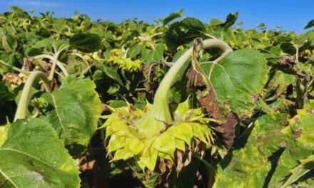 Cómo minimizar el daño de las aves en cultivos maduros de girasol