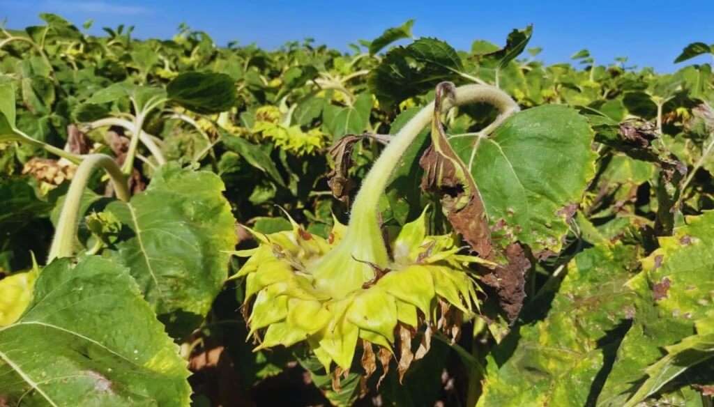 Cómo minimizar el daño de las aves en cultivos maduros de girasol