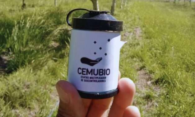 INTA exporta a Uruguay controladores biológicos para aplicar en frutales